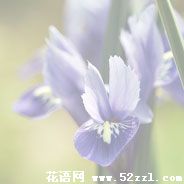 菖蒲花的花语