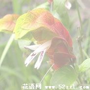 虾衣花（虾夷花）的花语