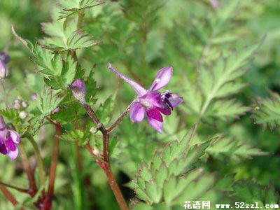 还亮草的花语