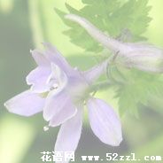 还亮草的花语