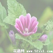 锦葵的花语