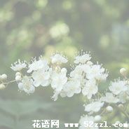 珍珠梅的花语