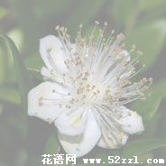 香不桃的花语