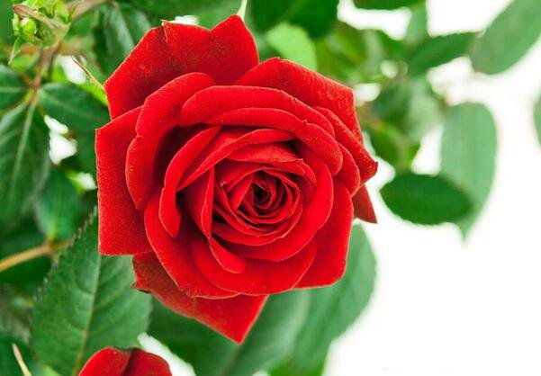 玫瑰花的花语是什么,各色玫瑰花语大全