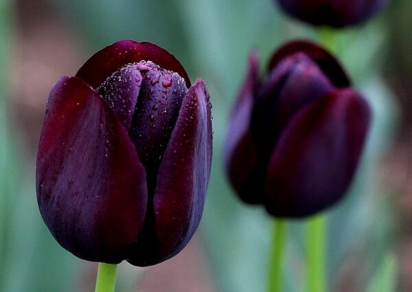 紫色郁金香的花语是什么？紫色郁金香有什么意义？