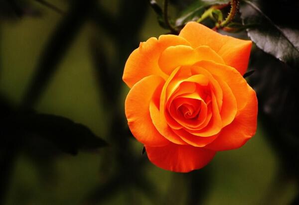橙红色玫瑰的花语