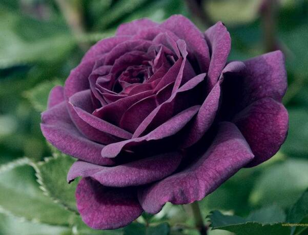 荔枝玫瑰，名符其实的“秀色可餐”，相信遇见就会爱上！