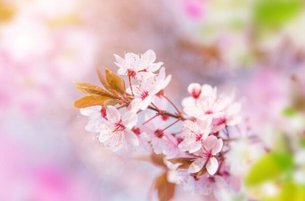 樱花的花语是什么象征 质朴纯洁的爱情