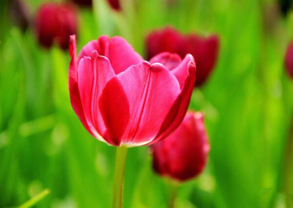 郁金香什么时候开花 一般在三月下旬(荷兰郁金香花期较长)