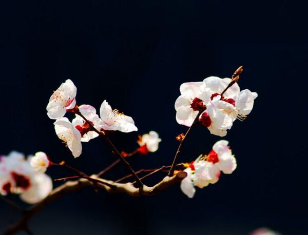 杏花的花语是什么 少女的爱慕