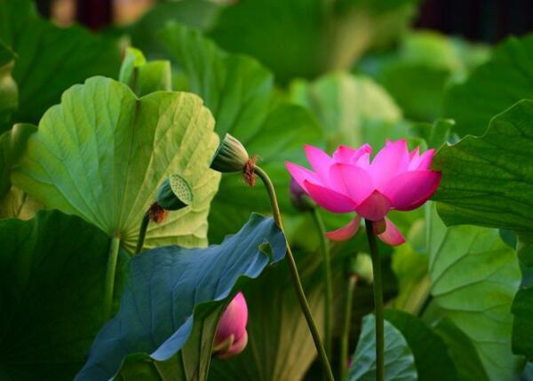 2018大明湖荷花什么时候开 济南大明湖荷花节时间(6月中旬荷花盛开)