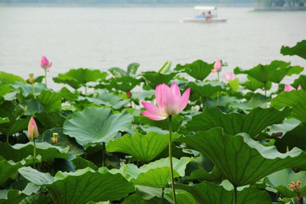 2018大明湖荷花什么时候开 济南大明湖荷花节时间(6月中旬荷花盛开)