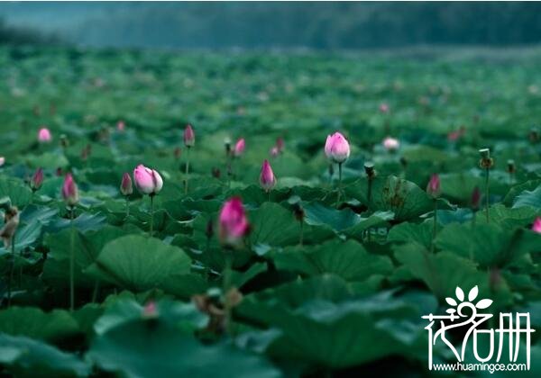 2018周口淮阳荷花节什么时候 淮阳荷花什么时候开(七月荷香)