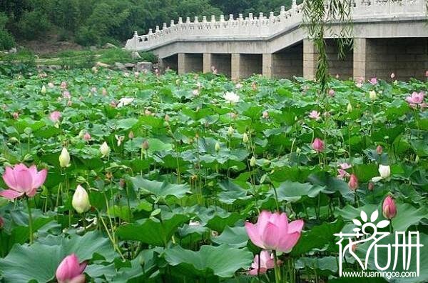 2018周口淮阳荷花节什么时候 淮阳荷花什么时候开(七月荷香)