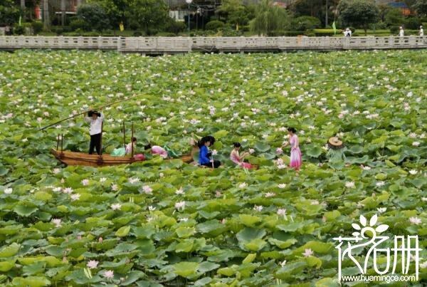 2018东莞桥头荷花节什么时候 桥头荷花节地址(六月底是盛花期)