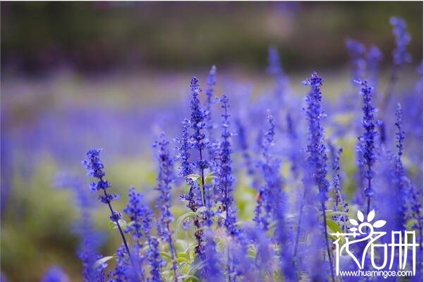 2018上海崇明岛薰衣草节时间 崇明薰衣草什么时候开(5月20日)