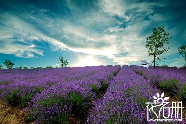 2018上海崇明岛薰衣草节时间 崇明薰衣草什么时候开(5月20日)