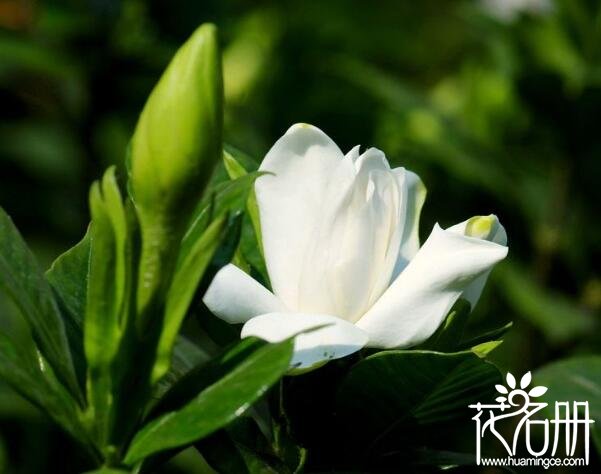 栀子花掉花苞怎么回事，栀子花花苞掉落怎么办