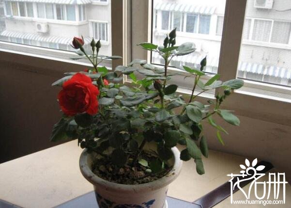 月季花多少钱一盆，盆栽月季花价格(品种不同价格不等)