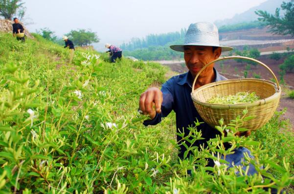 金银花什么时候采摘最好，金银花清晨和上午采摘最佳