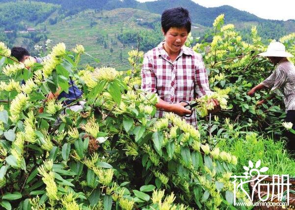 金银花什么时候采摘最好，金银花清晨和上午采摘最佳