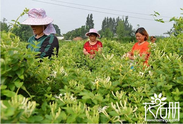 金银花什么时候采摘最好，金银花清晨和上午采摘最佳