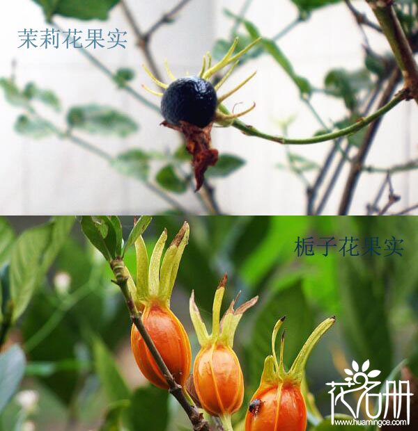 栀子花和茉莉的区别，6点区别分辨栀子花和茉莉花