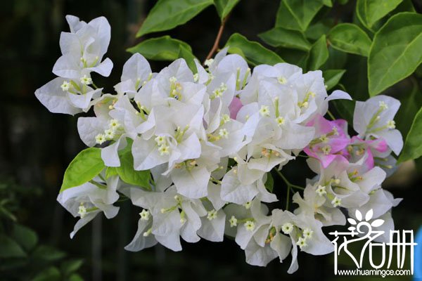 三角梅掉叶子怎么回事 夏冬落叶是三角梅自我保护(夏季避免暴雨暴晒)