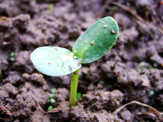 小盆栽向日葵种植方法，催芽播种一周之内就能出苗