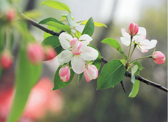 海棠花有毒吗 海棠花为什么叫断肠花