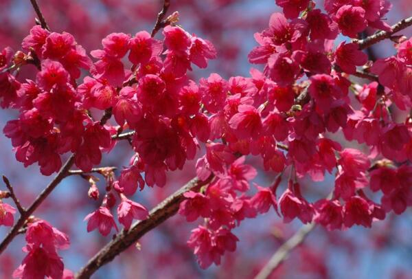 山樱花的花语