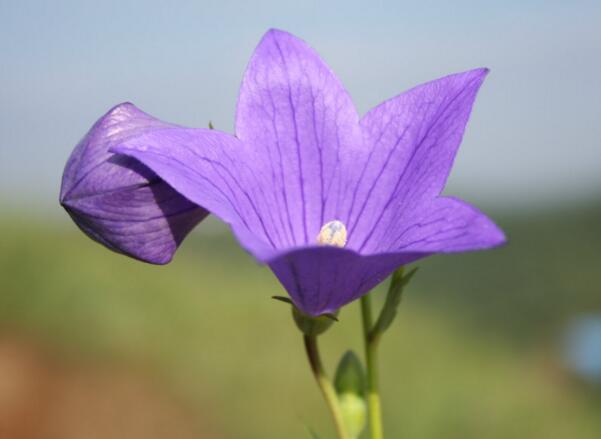 紫色桔梗花的花语：真诚不变的爱