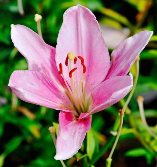 粉色桔梗花的花语：永恒的爱、无望的爱