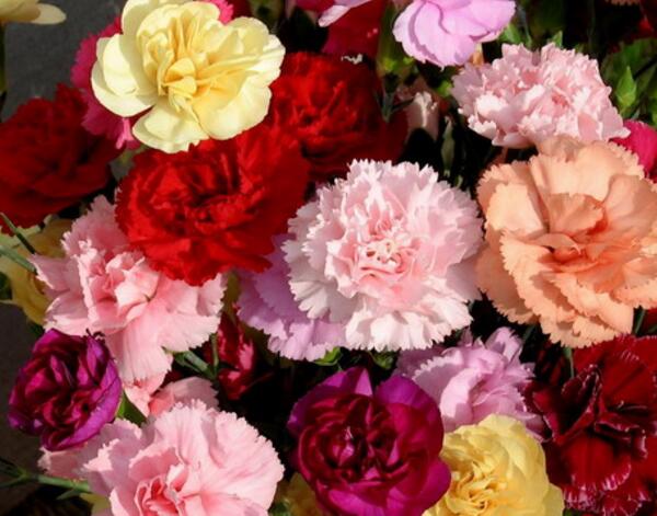 不同颜色康乃馨花语含义，11种颜色康乃馨花