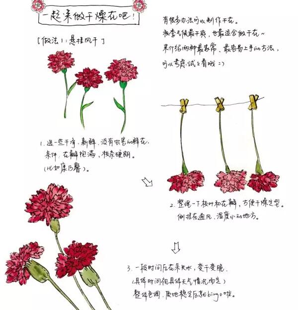 干花满天星如何制作，满天星干花制作方法大全