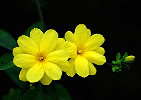 春天开的花有哪些，迎春花/樱花/梅花/水仙花(春天是赏樱季)