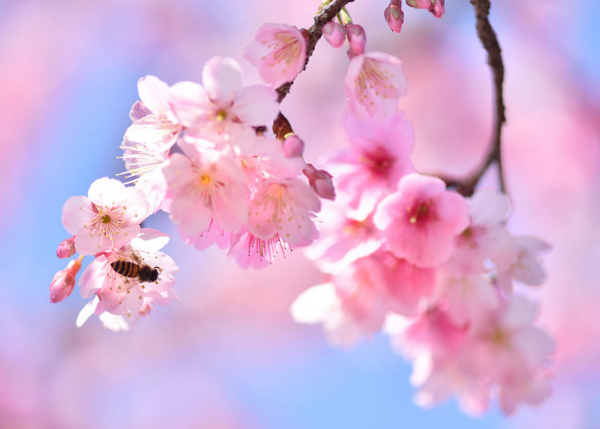 春天开的花有哪些，迎春花/樱花/梅花/水仙花(春天是赏樱季)