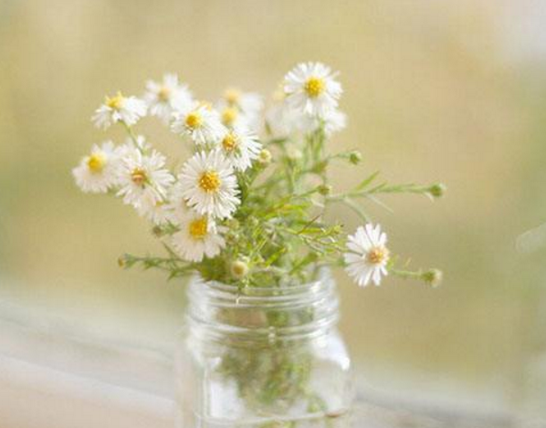 白色雏菊的花语是什么，隐藏在心中的爱(意