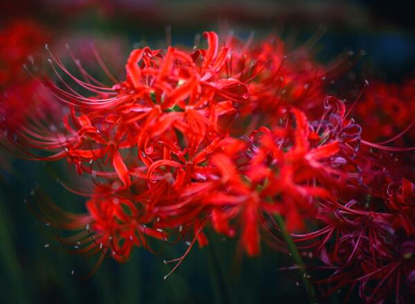 象征着死亡的花有哪些，彼岸花是死亡之花