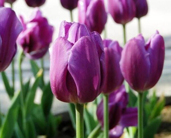 紫色郁金香的花语是什么，此生不悔和无尽的爱