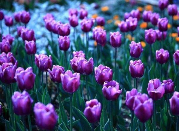 紫色郁金香的花语是什么，此生不悔和无尽的爱