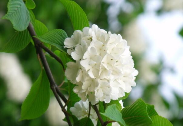 白色绣球花的花语，光明的希望之光