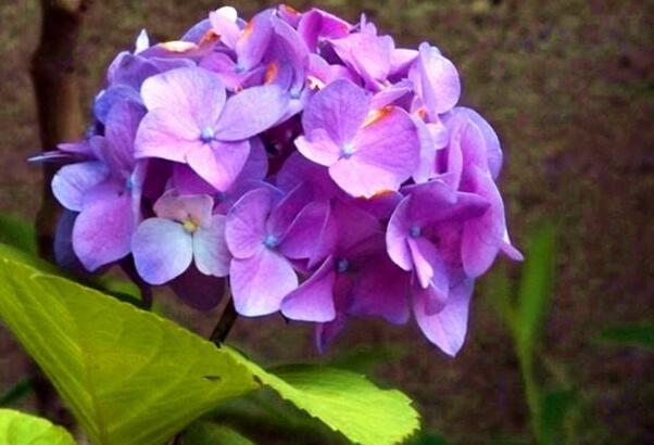 紫绣球花花语是什么，无情和残忍