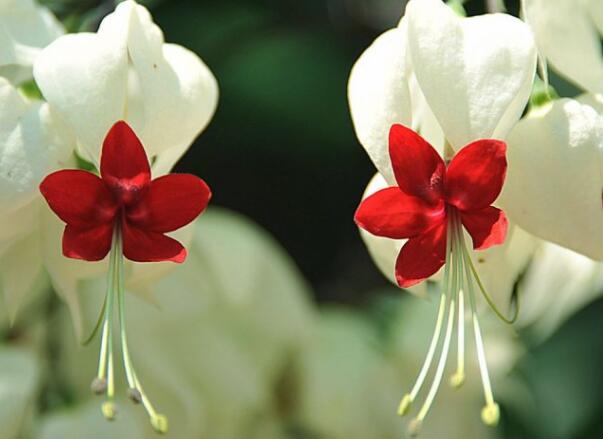 龙吐珠​花有毒吗，对人身体有害处吗(无毒全株可制药)