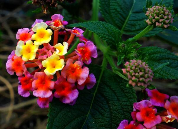 什么花有毒，盘点15种有毒鲜花(误食七窍流血而亡) 