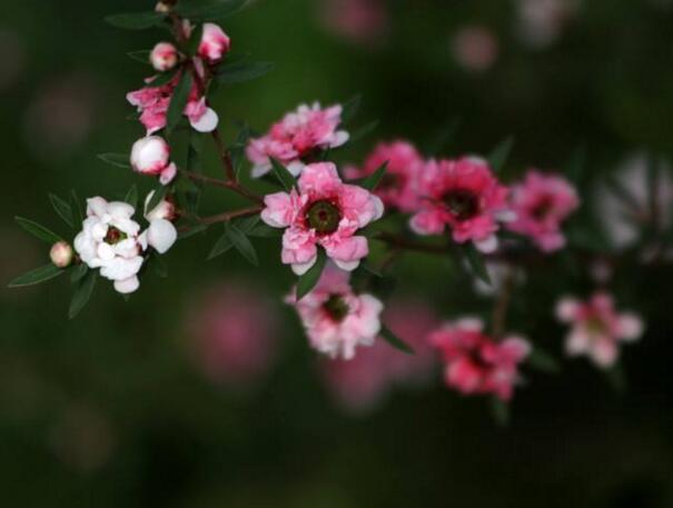 松红梅一年开几次花，松红梅是四季开花的吗(可持续开花6个月)