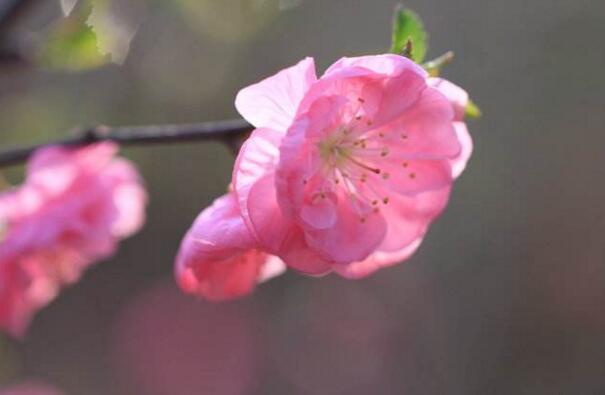 重瓣榆叶梅花语是什么，爱情的俘虏