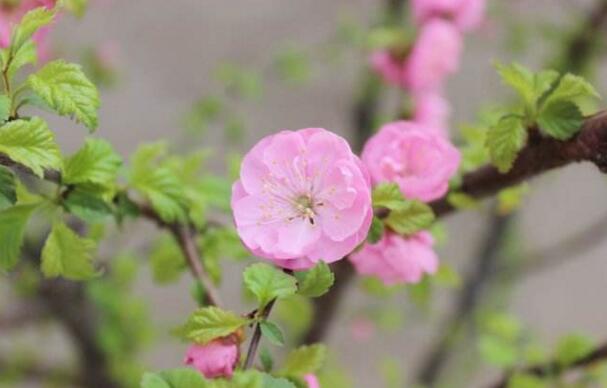 重瓣榆叶梅花语是什么，爱情的俘虏