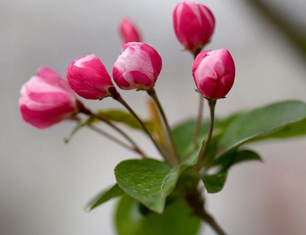 海棠花什么时候开花，海棠开花时间4-5月(果期8-9月)