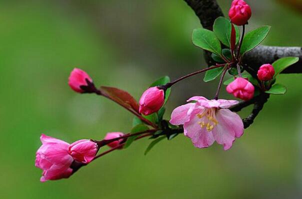 家里养海棠花吉利吗，家里养海棠花好吗